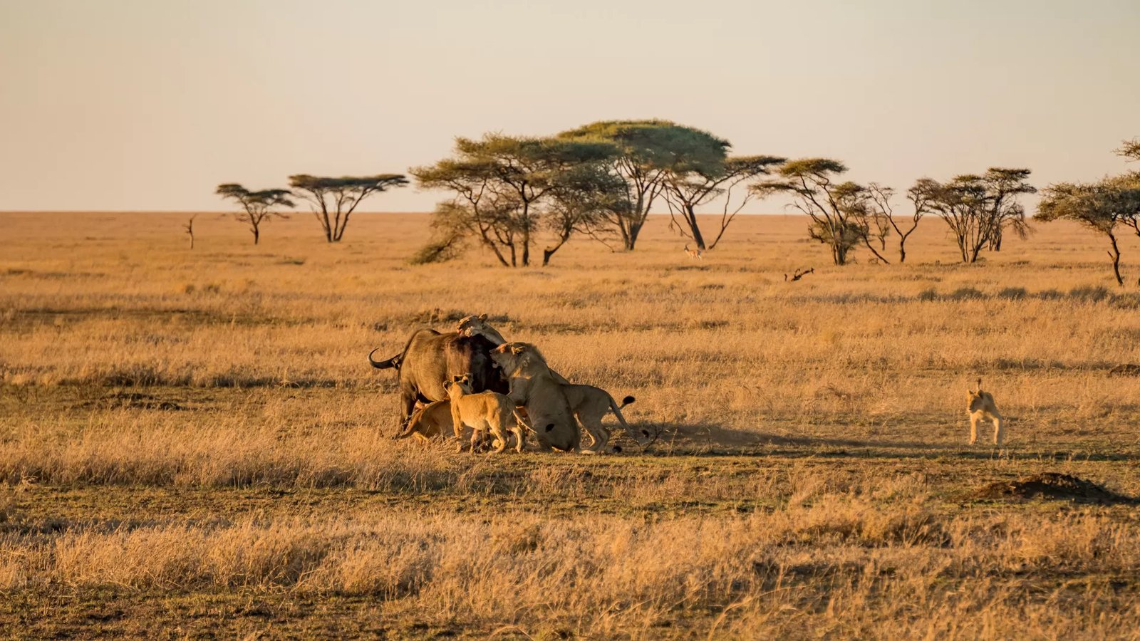 Serengeti National Park