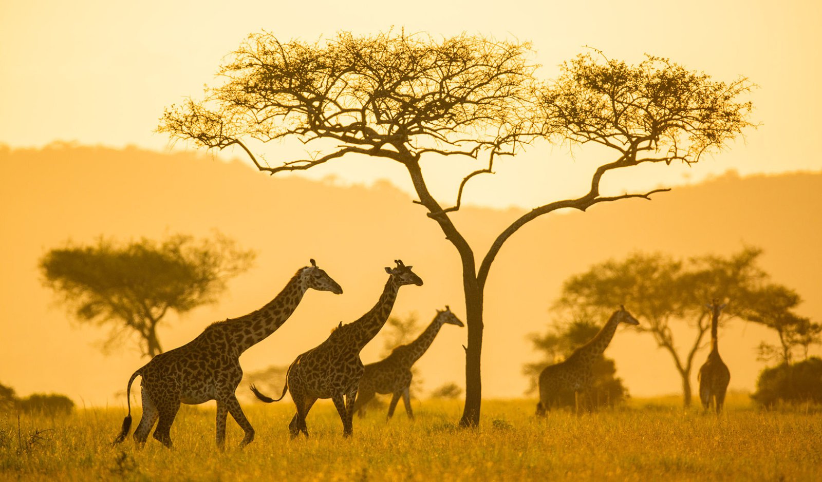 10 Days Full Tanzania Experience (luxury)