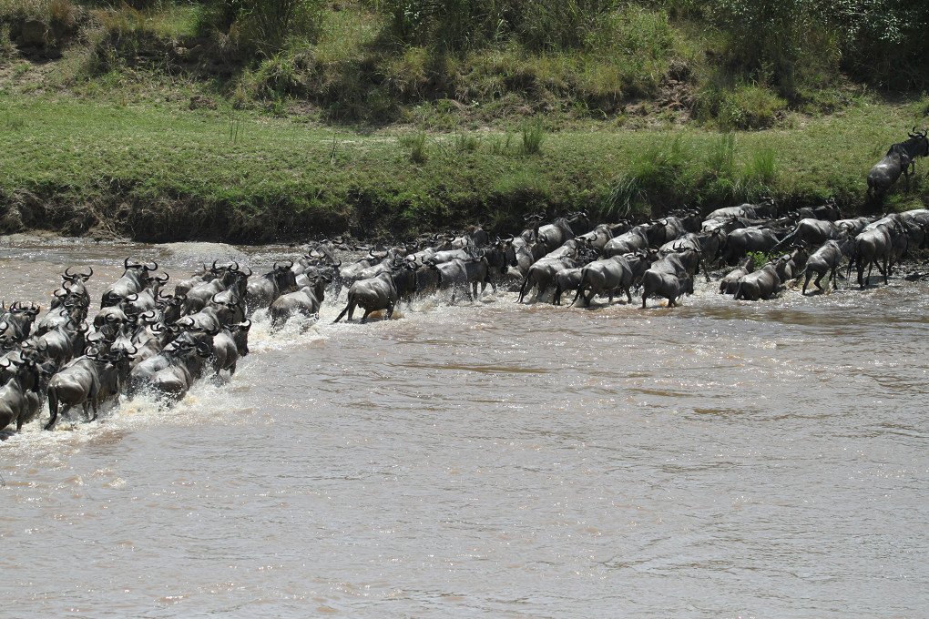 10 Days Serengeti Wildebeest Migration Safari