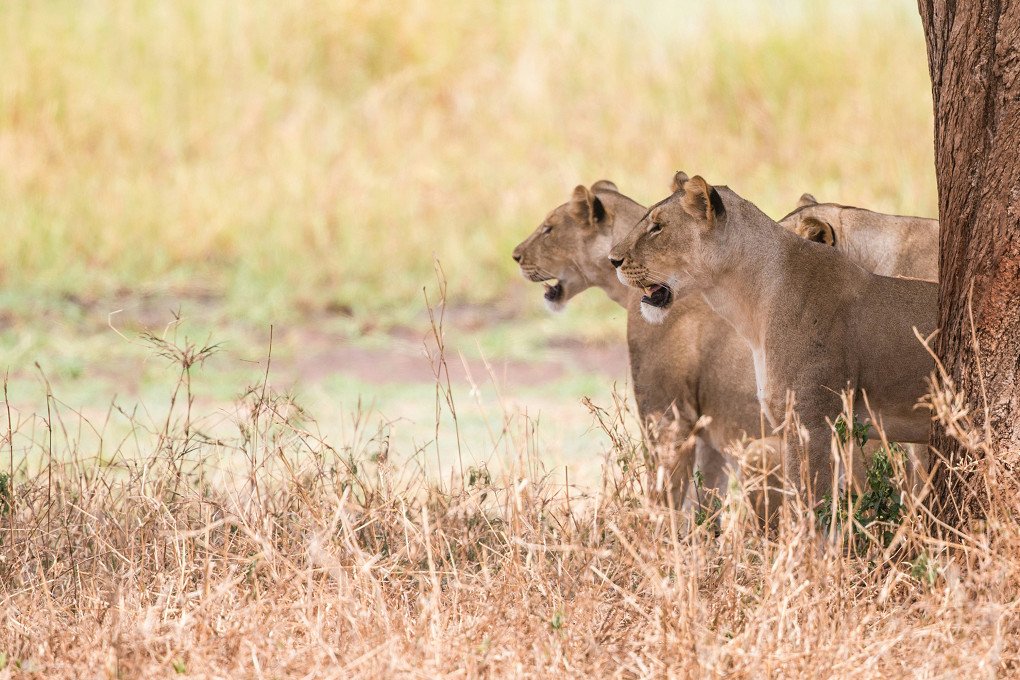 3 Days Classic Serengeti Safari