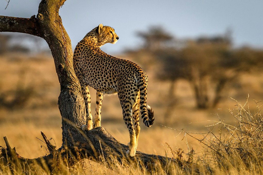 3 Days Classic Serengeti Safari