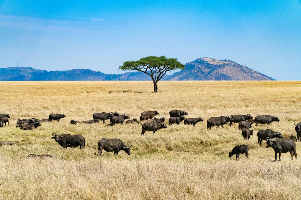 6 Days Tanzania Expedition Safari